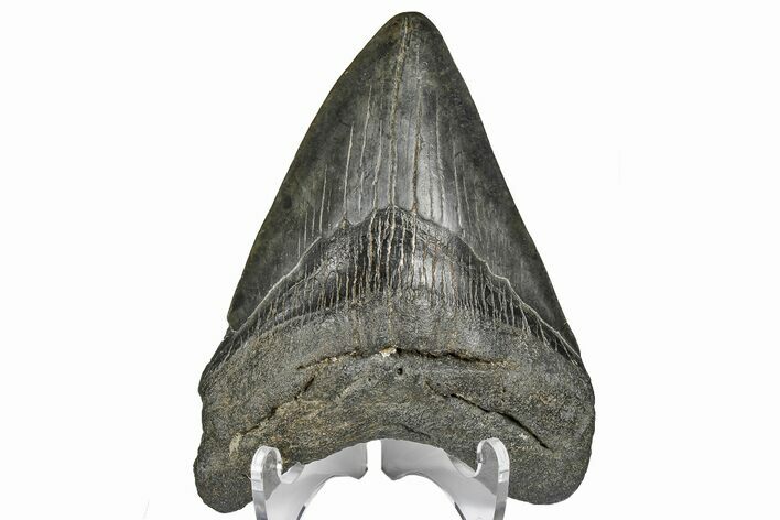 Fossil Megalodon Tooth - South Carolina #165408